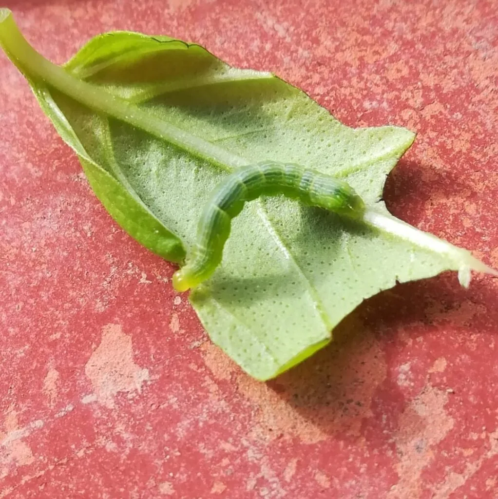 Coltivare Basilico in Orto e in Vaso: Guida Completa 14 Bruco verde su foglia di basilico, uno dei parassiti più comuni che rosicchiano le foglie causando danni evidenti.