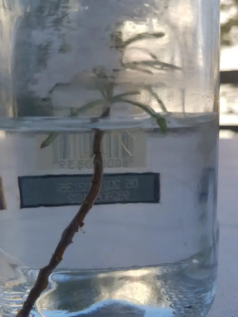 Talea di Rosmarino: Come Farla Bene, Senza Errori 2 Talea di rosmarino immersa in un bicchiere d'acqua per la radicazione