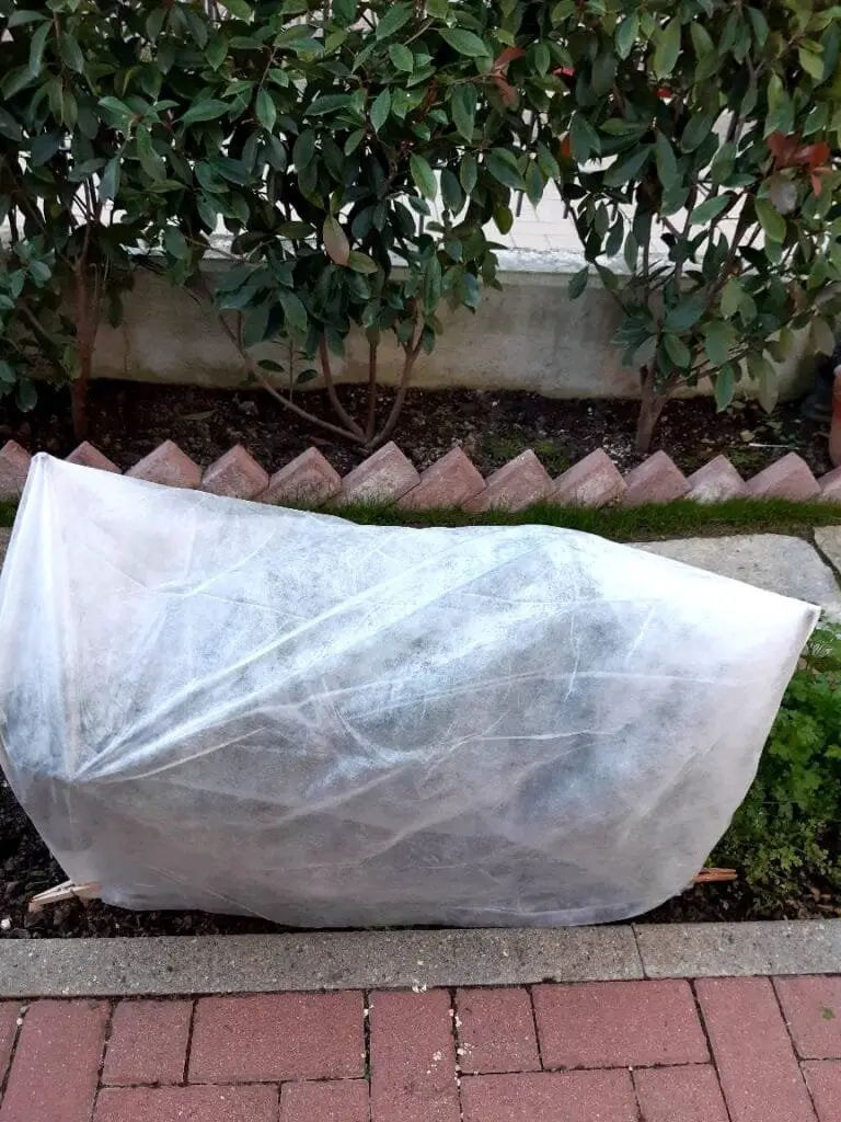 Coltivare l’Orto sul Balcone: Idee, Consigli e Piante Giuste 13 127184852 1300529043617033 5092952831709158833 n
