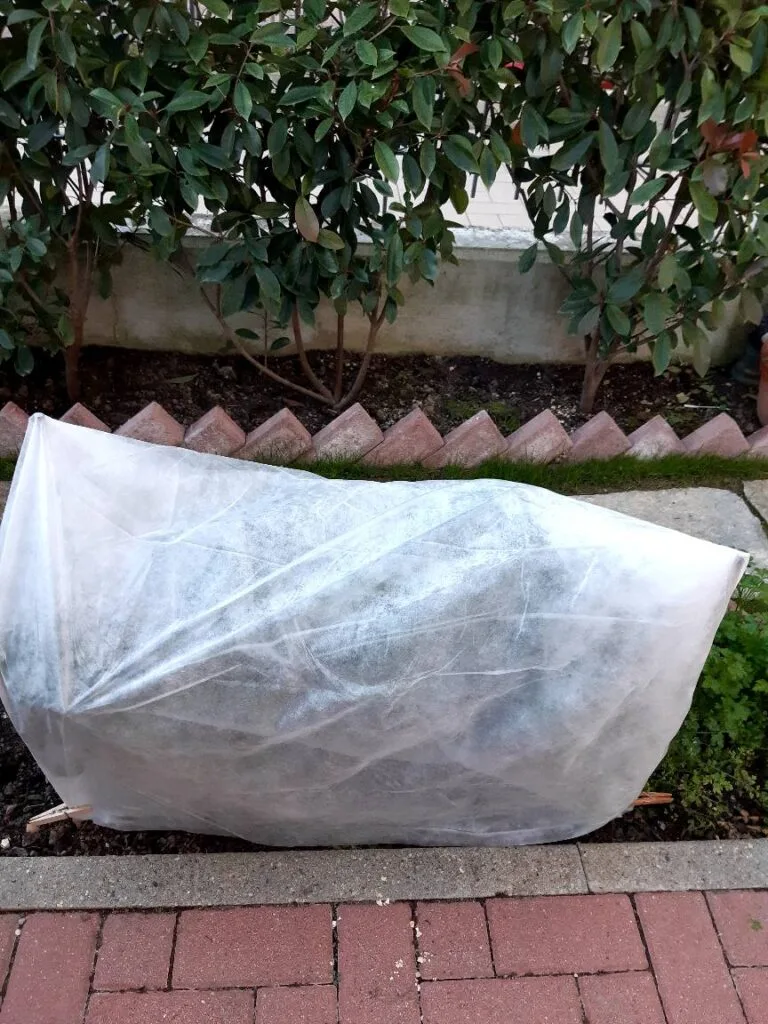 Coltivare l’Orto sul Balcone: Idee, Consigli e Piante Giuste 13 127184852 1300529043617033 5092952831709158833 n