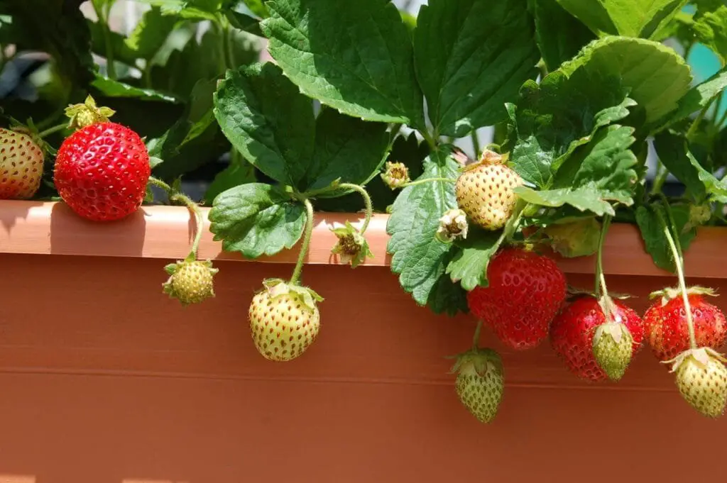 Coltivare Fragole in Vaso e Orto: Guida Completa 6 ChatGPT ha detto:
Ecco gli alt text SEO-friendly per le tre immagini:Prima immagine (in alto a sinistra):
Vaso di fragole mature con frutti rossi pronti per la raccolta, tenuti da una mano in un contesto di coltivazione domestica.Seconda immagine (in alto a destra):
Frutti di fragola a diversi stadi di maturazione in vaso: verdi, bianchi e rossi, su sfondo di vaso in terracotta.