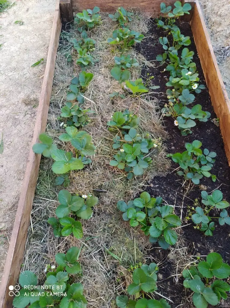 Coltivare Fragole in Vaso e Orto: Guida Completa 2 Coltivazione di fragole in aiuole pacciamate con paglia, all’interno di cassoni in legno o mattoni, per proteggere le piante dall’umidità e dalle infestanti.