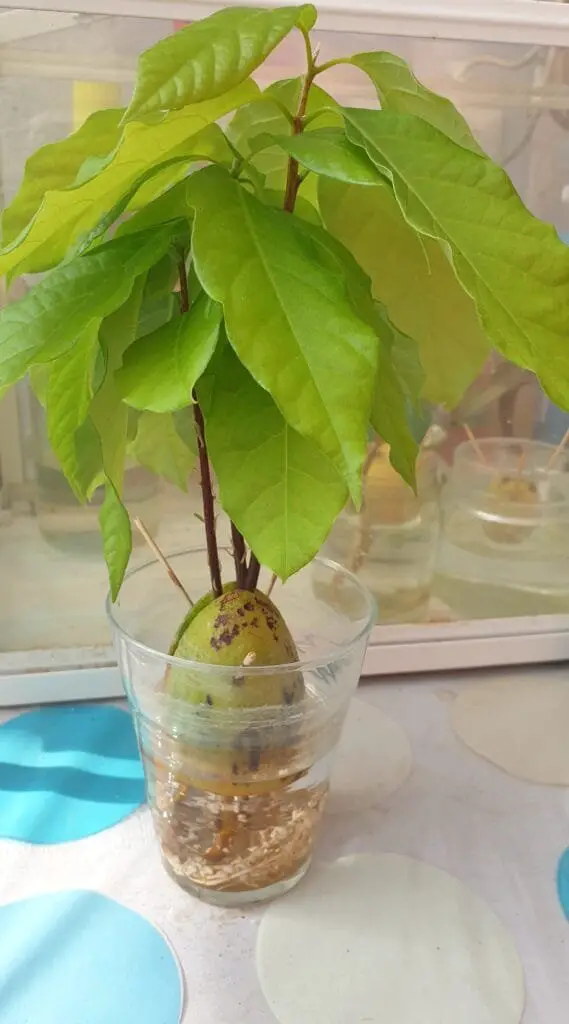 Avocado: Come Coltivarlo Bene, in Casa o in Orto 3 Piantina di avocado cresciuta da seme, in bicchiere d’acqua con radici visibili, coltivata in casa nella primavera 2024.