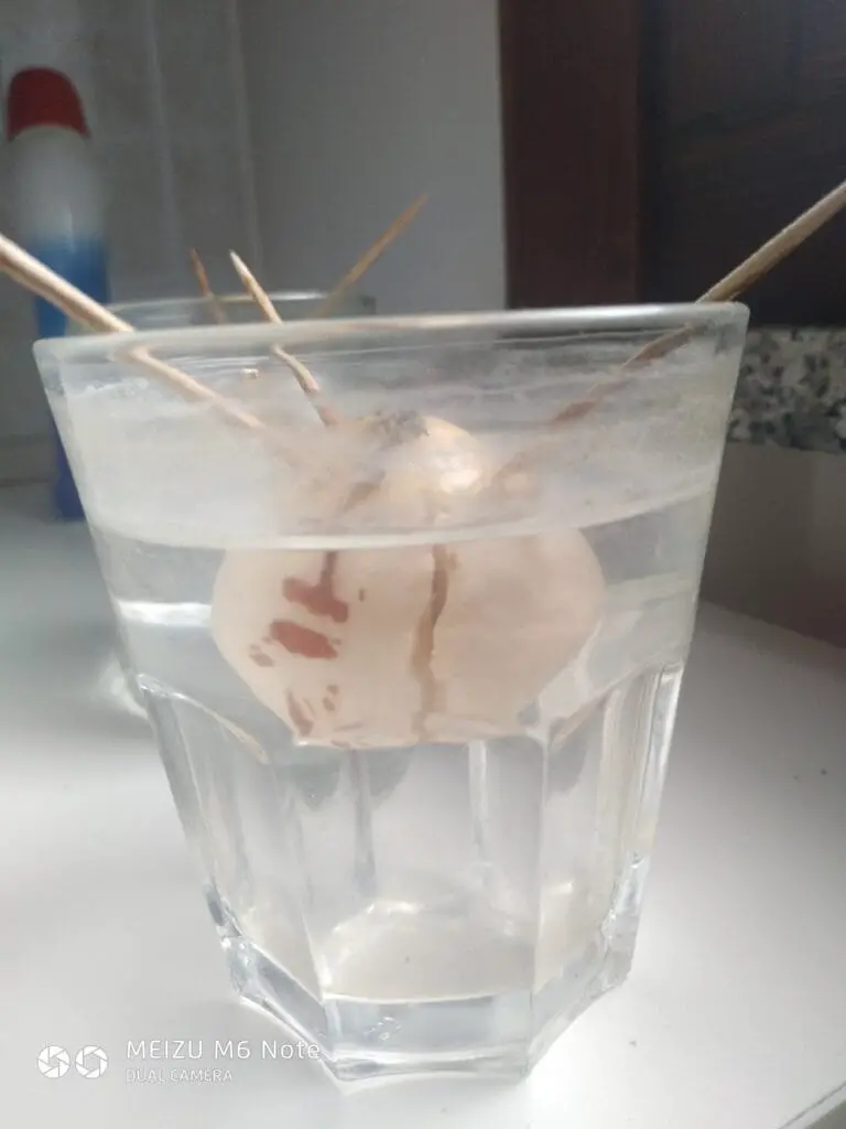 Avocado: Come Coltivarlo Bene, in Casa o in Orto 2 Semina di un seme di avocado in acqua, sospeso con stecchini, foto scattata in cucina durante il mio primo esperimento di germinazione.