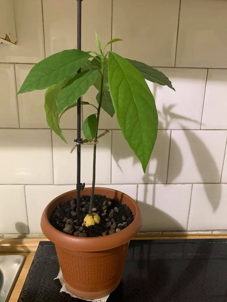 Avocado: Come Coltivarlo Bene, in Casa o in Orto 4 Piantina di avocado coltivata da seme in vaso, fotografata in cucina su un ripiano, primavera 2024.