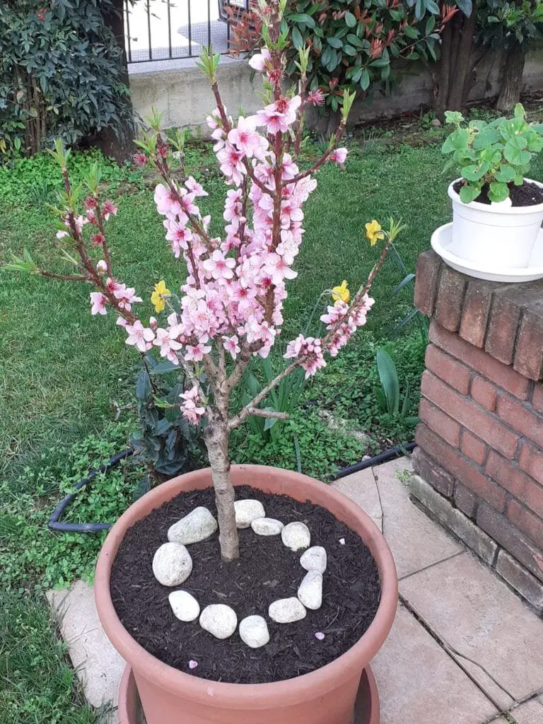 Coltivazione del pesco: tecniche, cure e varietà consigliate 2 Pesco nano in vaso durante la fioritura primaverile con fiori rosa intensi e decorazioni in pietra alla base