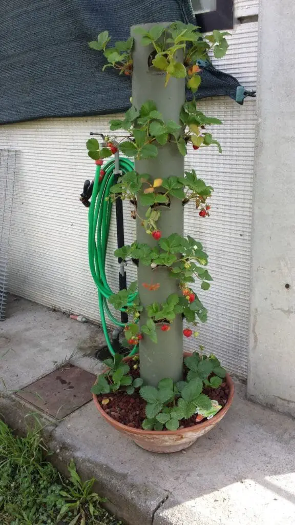 Coltivare Fragole in Vaso e Orto: Guida Completa 17 Coltivazione di fragole in verticale con tubo forato e pacciamatura alla base, adatta per piccoli spazi urbani