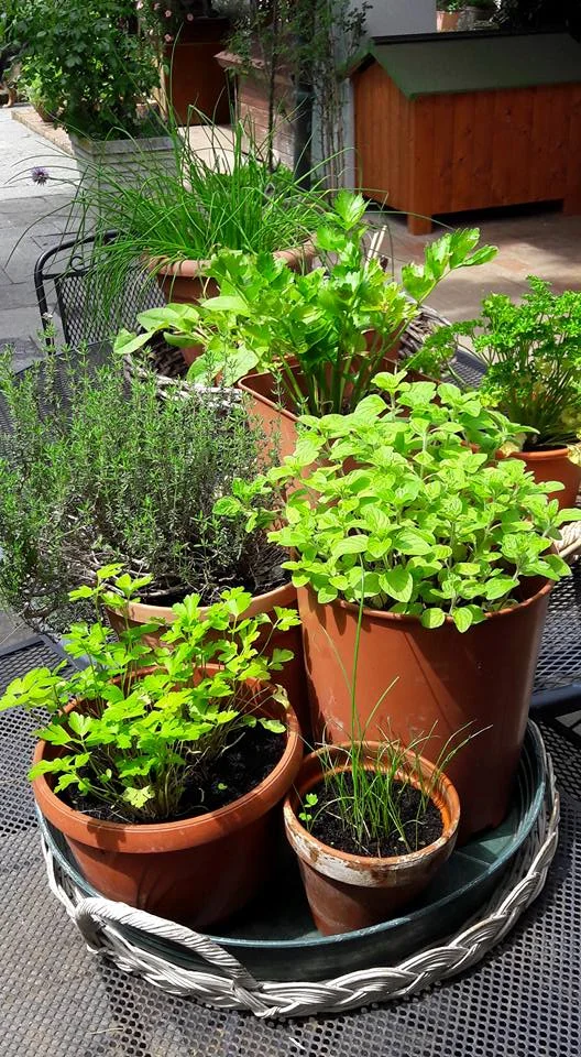 Salmoriglio Siciliano: Ricetta, Usi e Ingredienti Freschi 3 Vasi di erbe aromatiche fresche coltivate sul mio balcone: origano, prezzemolo, timo, erba cipollina e sedano in primo piano, perfetti per la preparazione di salmoriglio siciliano fatto in casa.