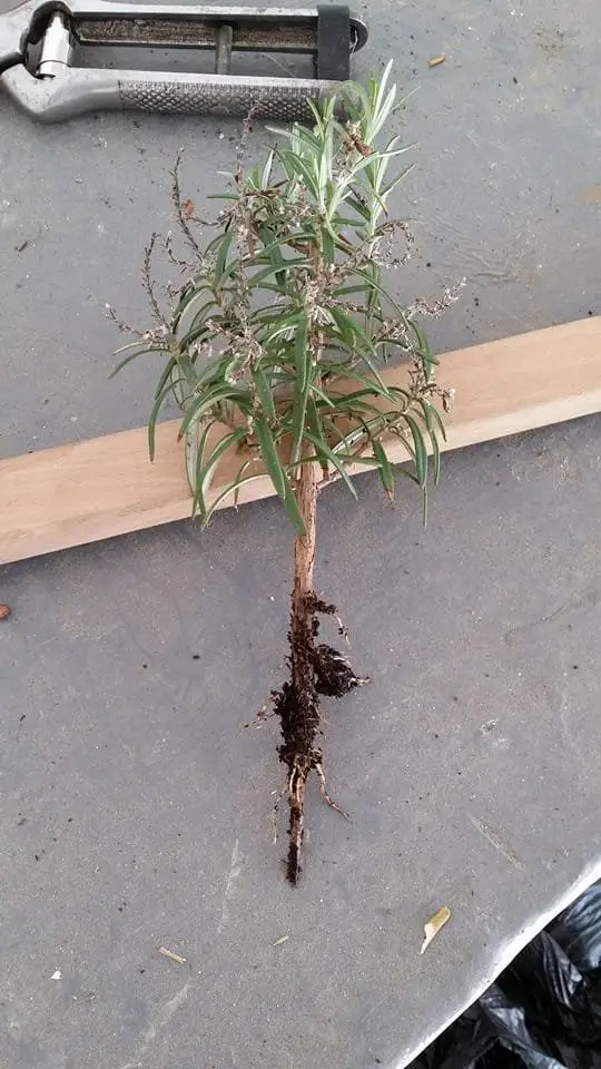 Talea di Rosmarino: Come Farla Bene, Senza Errori 5 Talea di rosmarino con radici sviluppate in terra pronta per il trapianto