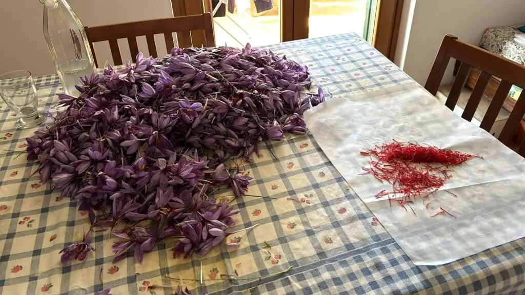 Zafferano Fai da Te: Coltivazione Facile in Vaso o in Orto 8 fiori di zafferano raccolti su un tavolo per l’estrazione degli stimmi