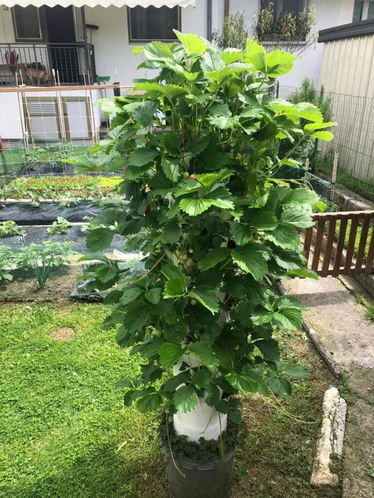 Coltivare Fragole in Vaso e Orto: Guida Completa 18 Colonna verticale di fragole rigogliose in un orto domestico, sistema salvaspazio ideale per balconi o giardini.
