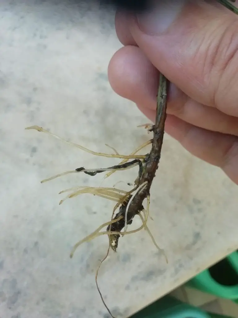 Talea di Rosmarino: Come Farla Bene, Senza Errori 4 Talea di rosmarino con radici formate in acqua pronte per il trapianto