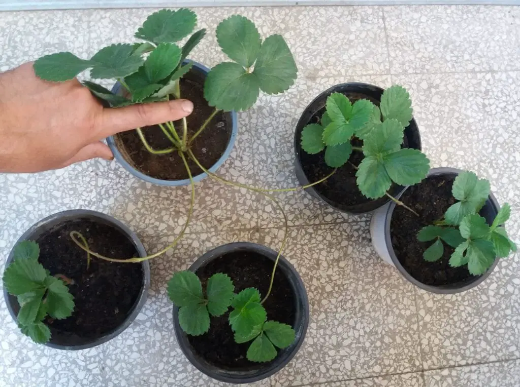 Coltivare Fragole in Vaso e Orto: Guida Completa 10 Stoloni di fragola che collegano la pianta madre a nuove piantine in piccoli vasi