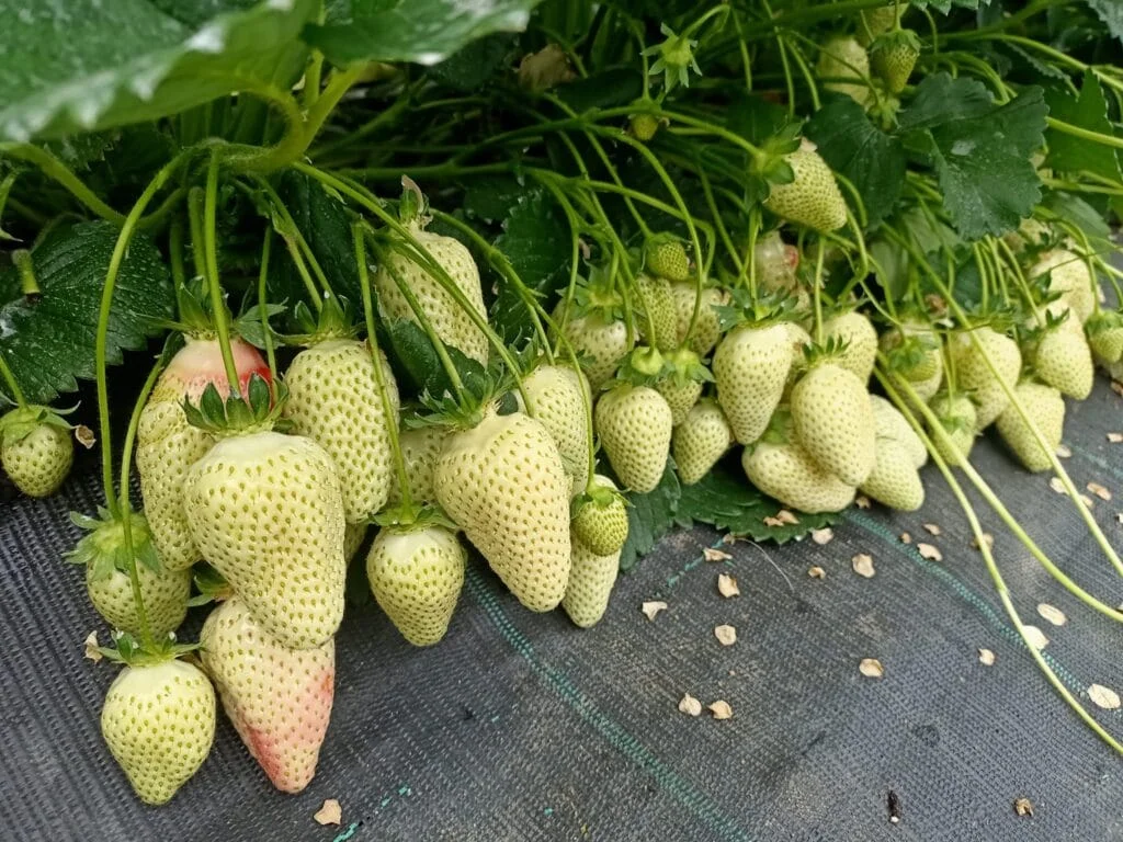 Coltivare Fragole in Vaso e Orto: Guida Completa 7 Coltivazione professionale di fragole bianche ancora acerbe, su telo pacciamante nero in serra o campo coltivato.