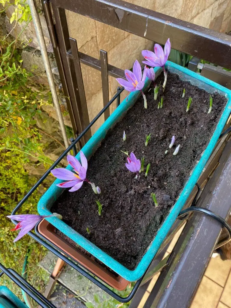 Zafferano Fai da Te: Coltivazione Facile in Vaso o in Orto 4 Fioritura di zafferano in vaso rettangolare su balcone, con stimmi visibili e germogli verdi in crescita
