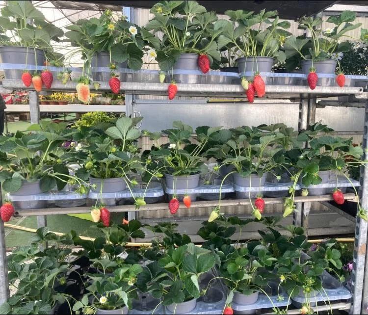 Coltivare Fragole in Vaso e Orto: Guida Completa 1 Coltivazione verticale di fragole in vaso disposti su scaffali multipiano in serra, con frutti rossi maturi e piante rigogliose