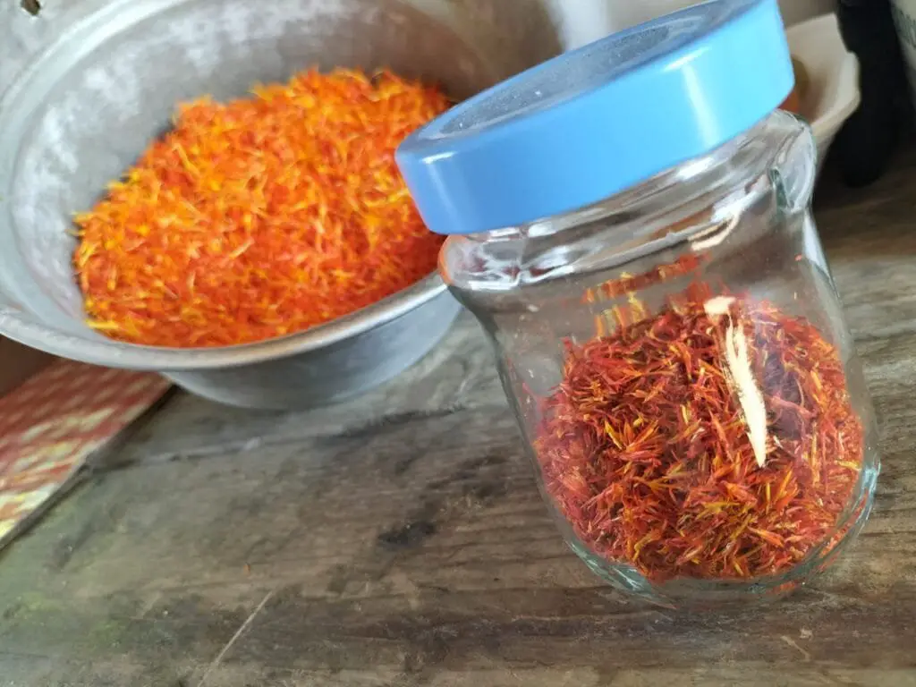 Zafferano Fai da Te: Coltivazione Facile in Vaso o in Orto 9 Stimmi di zafferano essiccati conservati in un barattolo di vetro con coperchio azzurro, su tavolo rustico