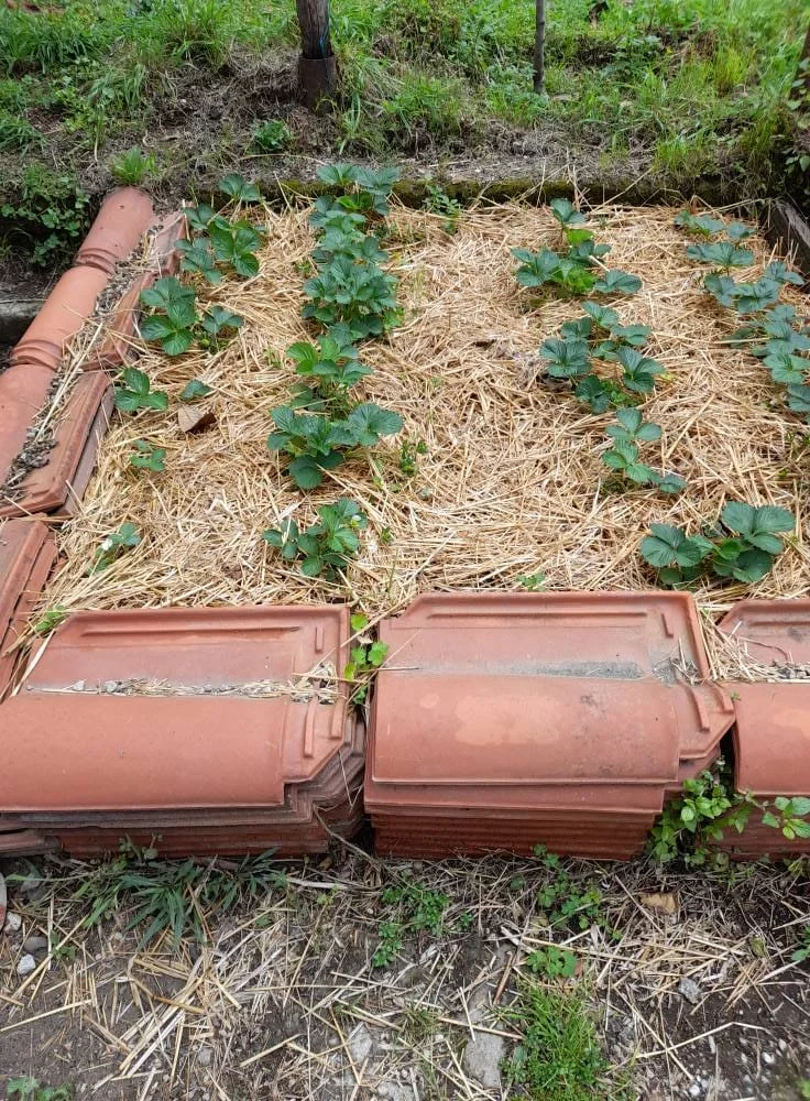 Coltivare Fragole in Vaso e Orto: Guida Completa 4 Coltivazione di fragole in aiuole pacciamate con paglia, all’interno di cassoni in legno o mattoni, per proteggere le piante dall’umidità e dalle infestanti.