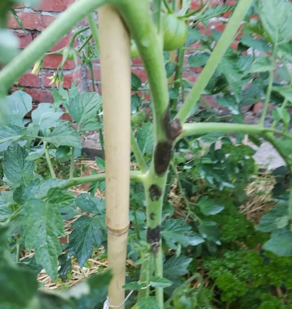 Pomodori in Orto e In Vaso: Guida Pratica Completa 2025 4 Macchie scure da peronospora sul fusto di una pianta di pomodoro in crescita