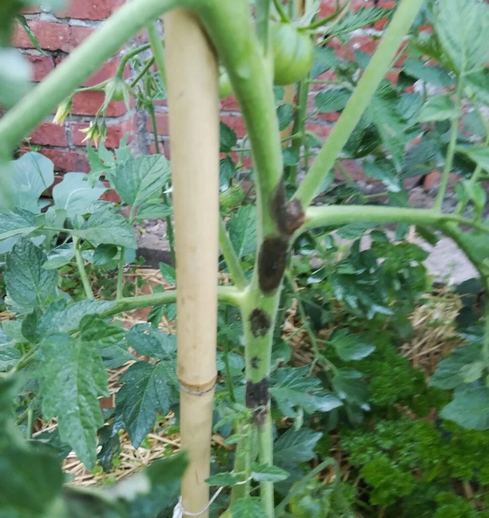 Pomodori in Orto e In Vaso: Guida Pratica Completa 2025 4 Macchie scure da peronospora sul fusto di una pianta di pomodoro in crescita
