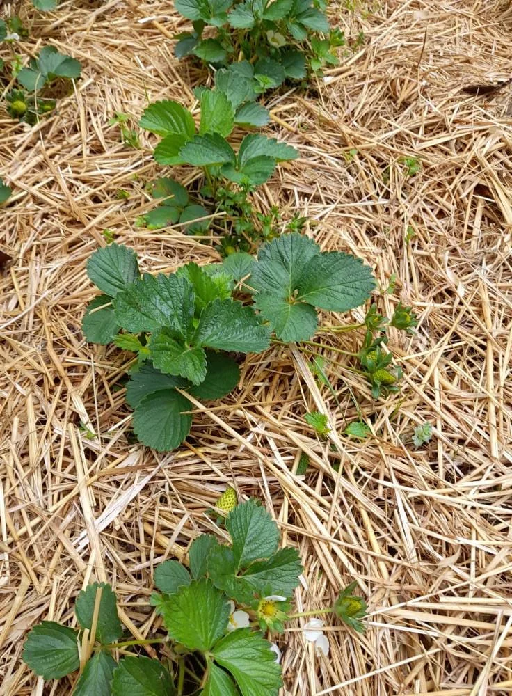 Coltivare Fragole in Vaso e Orto: Guida Completa 3 Coltivazione di fragole in aiuole pacciamate con paglia, all’interno di cassoni in legno o mattoni, per proteggere le piante dall’umidità e dalle infestanti.