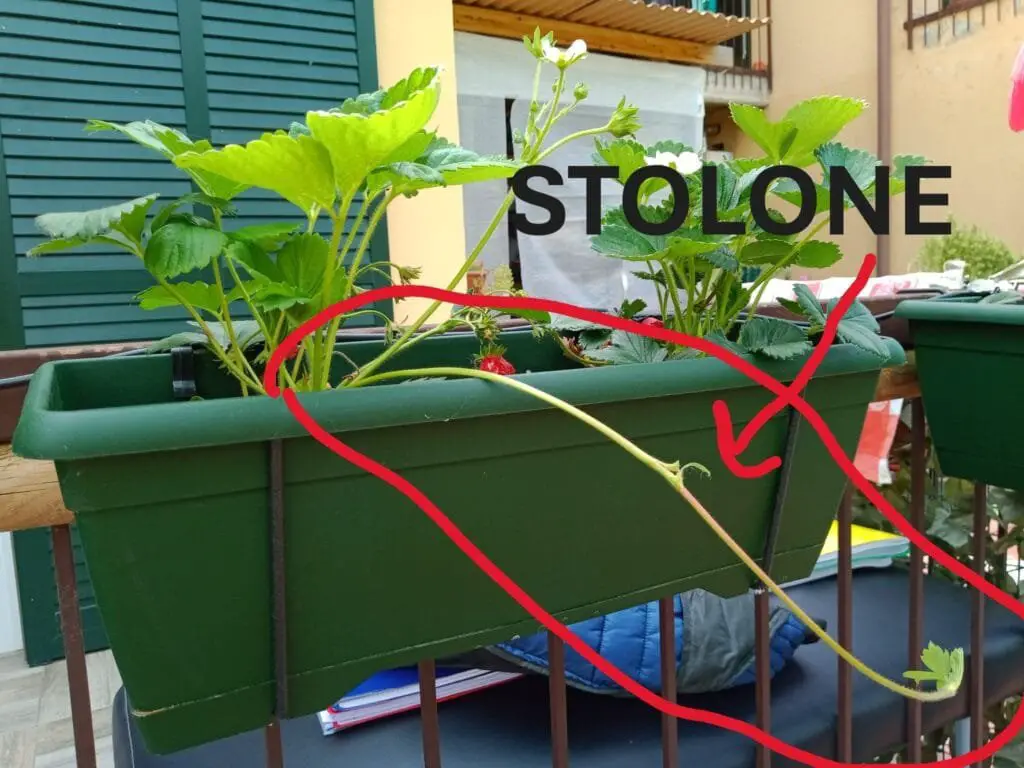 Coltivare Fragole in Vaso e Orto: Guida Completa 9 Stolone di pianta di fragole che si estende da un vaso sul balcone con indicazione visiva