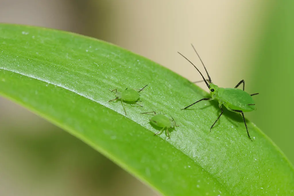 Cura Orchidee in Casa: Innaffiare, Rinvasare e Far Rifiorire 18 Afidi verdi su foglia di orchidea, insetti parassiti che colpiscono boccioli e steli giovani