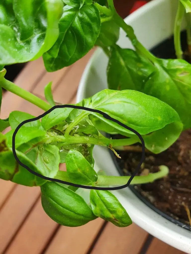 Coltivare Basilico in Orto e in Vaso: Guida Completa 9 Pianta di basilico in vaso con afidi visibili sotto le foglie, segnalati da un cerchio nero, segni di attacco che provoca arricciamento e rallenta la crescita.