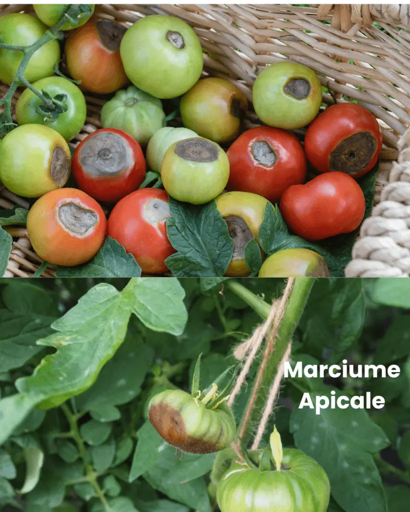 Malattie del Pomodoro: Guida a Sintomi e Rimedi Naturali 4 Pomodori affetti da marciume apicale, con tipiche macchie scure sulla parte inferiore del frutto, causate da carenza di calcio e squilibri idrici