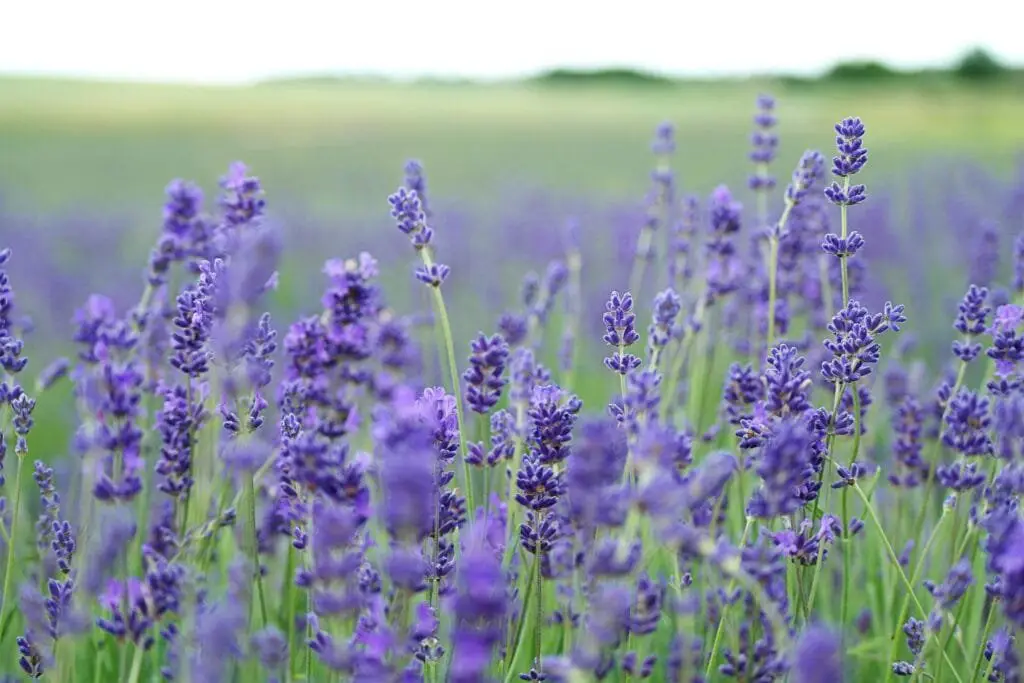 Piante Resistenti alla Siccità: Quali Scegliere e Perché 1 Pianta di lavanda in fiore, con spighe viola e foglie grigio-verdi, coltivata in un giardino esposto al sole.