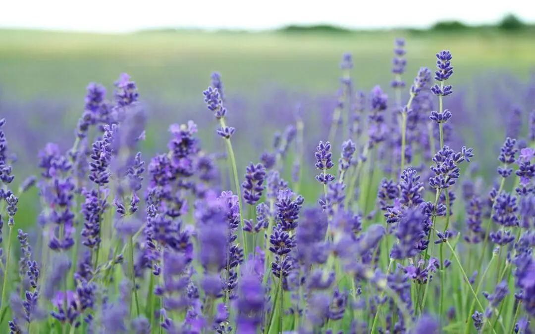 Come Coltivare la Lavanda in Vaso, Orto e Giardino