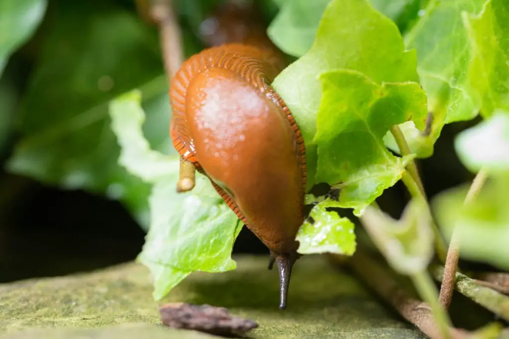 Lotta Biologica Parassiti: Metodi Naturali e Insetti Utili 5 limaccia o Lumaca rossa sulle foglie di lattuga, uno dei principali parassiti dell’orto.