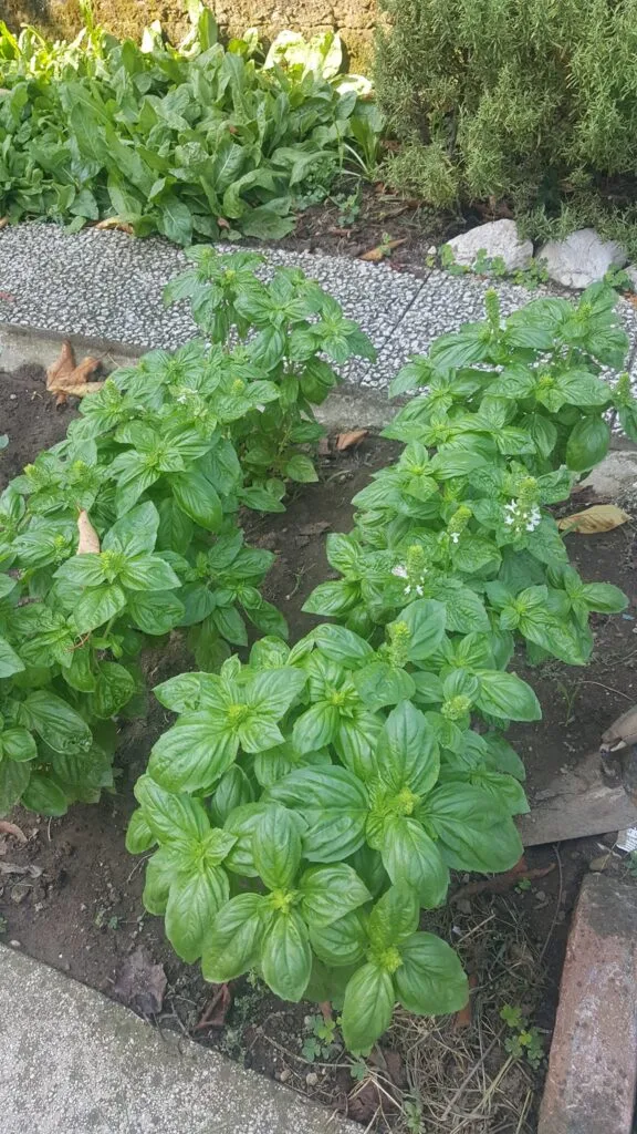 Coltivare Basilico in Orto e in Vaso: Guida Completa 2 piante di basilico coltivate in orto, disposte in file ordinate con spazio regolare tra le piante, per favorire luce e aerazione.