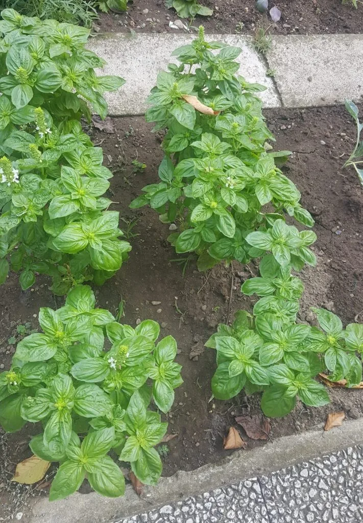 Coltivare Basilico in Orto e in Vaso: Guida Completa 3 piante di basilico coltivate in orto, disposte in file ordinate con spazio regolare tra le piante, per favorire luce e aerazione.