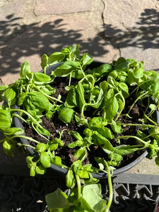 Coltivare Basilico in Orto e in Vaso: Guida Completa 1 Piante di basilico troppo fitte e afflosciate in vaso, con segni di sofferenza dovuti a mancanza di spazio e aerazione.
