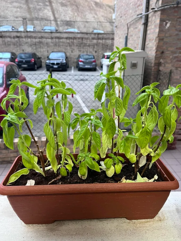 Coltivare Basilico in Orto e in Vaso: Guida Completa 4 Piante di basilico in vaso con foglie pendenti, segni di ristagno d'acqua e radici in sofferenza.