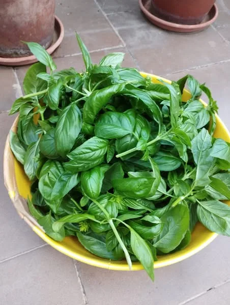 Coltivare Basilico in Orto e in Vaso: Guida Completa 16 Foglie fresche di basilico raccolte in una bacinella gialla