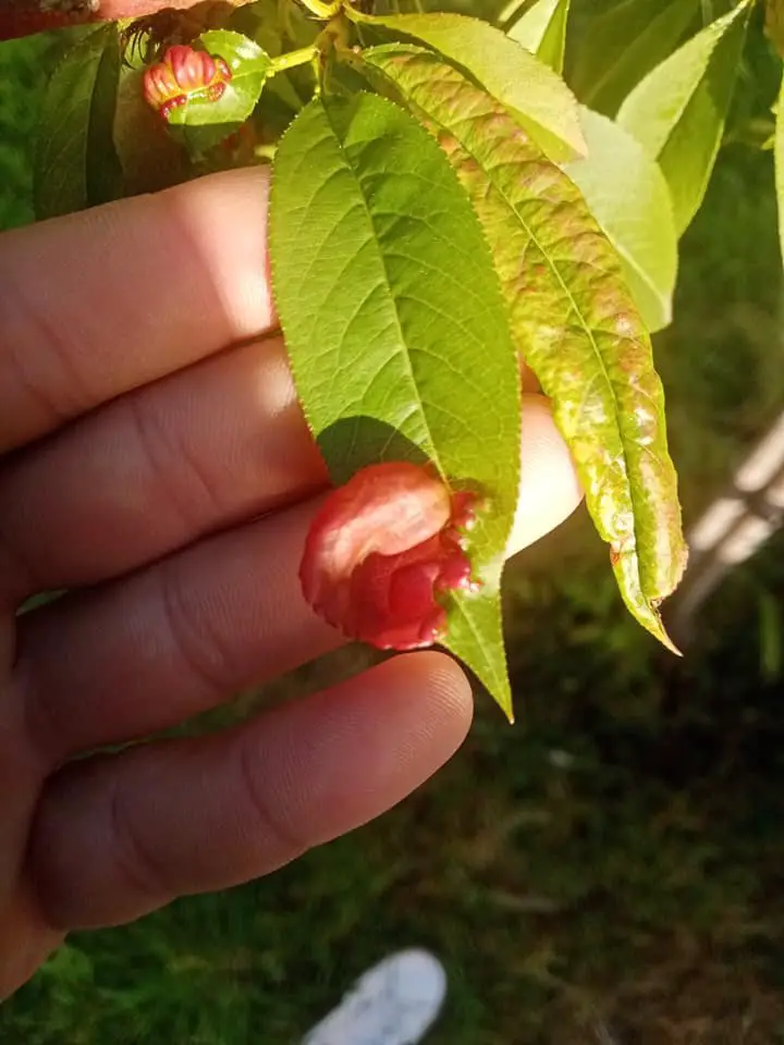 Coltivazione del pesco: tecniche, cure e varietà consigliate 6 Foglia di pesco colpita dalla bolla con tipiche deformazioni bollose e colorazione rossastra