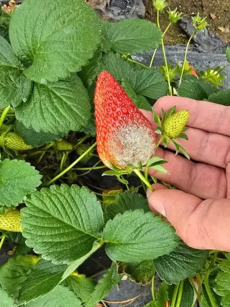 Coltivare Fragole in Vaso e Orto: Guida Completa 14 Fragola colpita da botrite con muffa grigia visibile sulla superficie del frutto, tipico sintomo del marciume grigio causato da Botrytis cinerea.