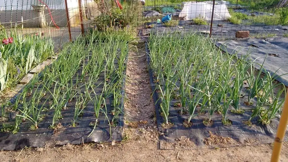 Coltivare Cipolle in Vaso e Orto: Tecniche e Consigli 4 Giovani piante di cipolla coltivate in piena terra, in un orto soleggiato con terreno ben lavorato