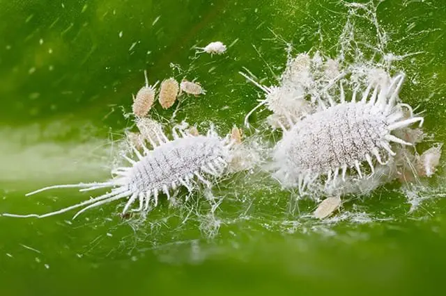 Cura Orchidee in Casa: Innaffiare, Rinvasare e Far Rifiorire 13 Cocciniglia cotonosa su foglia di orchidea, con esemplari adulti e neanidi visibili
