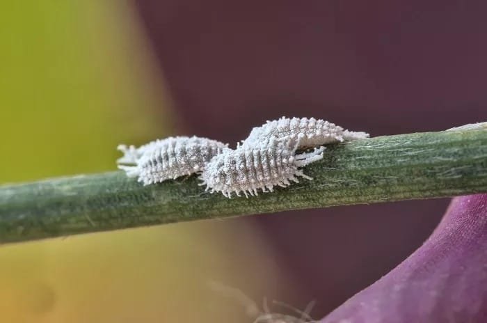Lotta Biologica Parassiti: Metodi Naturali e Insetti Utili 6 cocciniglia cotonosa