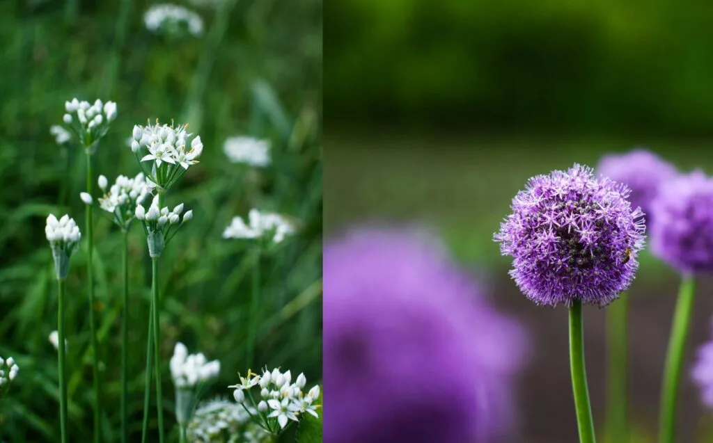 Coltivare Aglio Biologico: Terreno, Semina, Concimazione 3 Fiori dell'aglio bianco e aglio ornamentale viola, mostrati fianco a fianco in un collage naturale. 