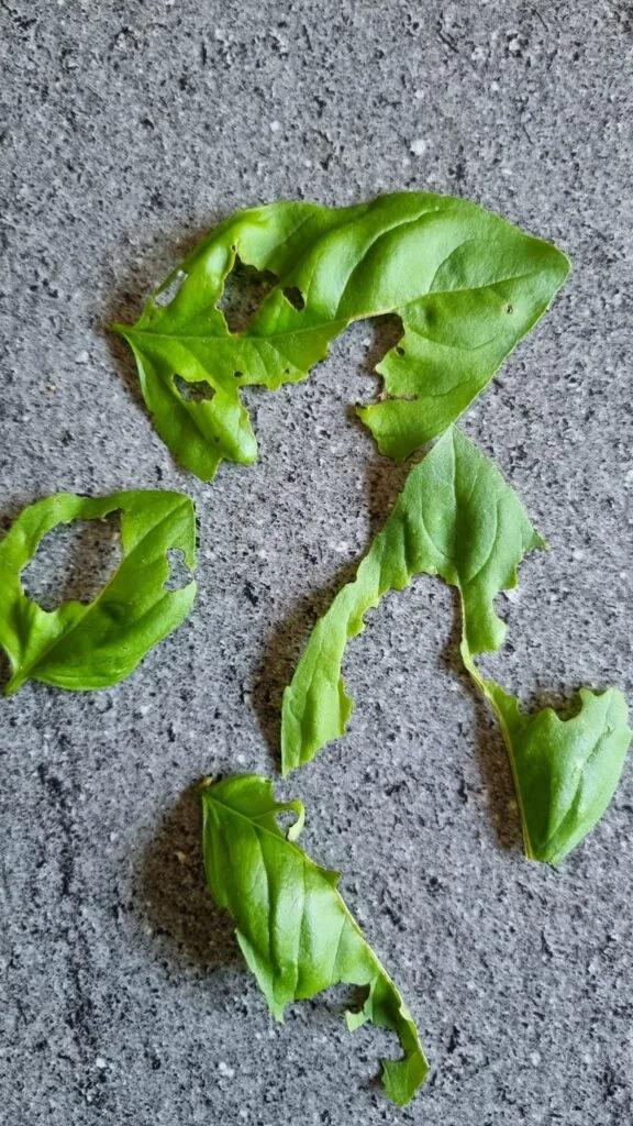 Coltivare Basilico in Orto e in Vaso: Guida Completa 11 Foglie di basilico rosicchiate da lumache, con bordi irregolari e ampie porzioni mancanti.