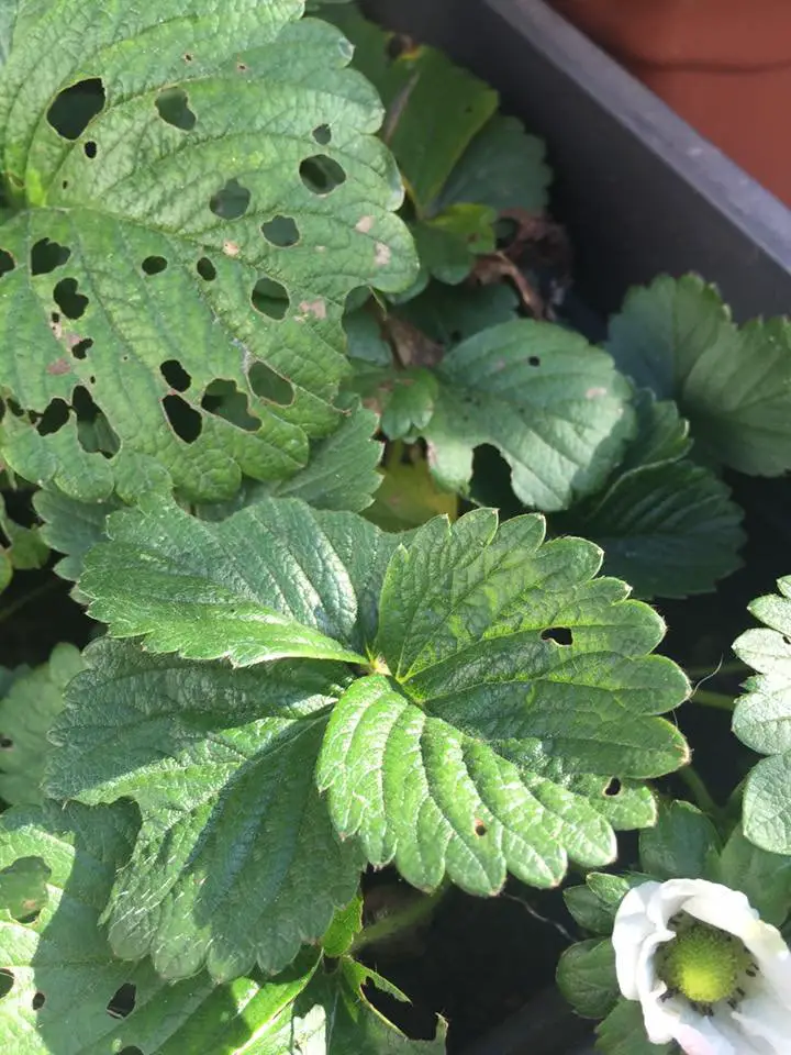 Coltivare Fragole in Vaso e Orto: Guida Completa 12 Foglie di fragola danneggiate da insetti o lumache con fori evidenti