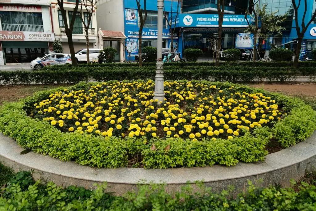 Come Progettare un Giardino da Zero Senza Esperienza 7 Aiuola circolare con fiori gialli ordinati attorno a un lampione in un’aiuola urbana