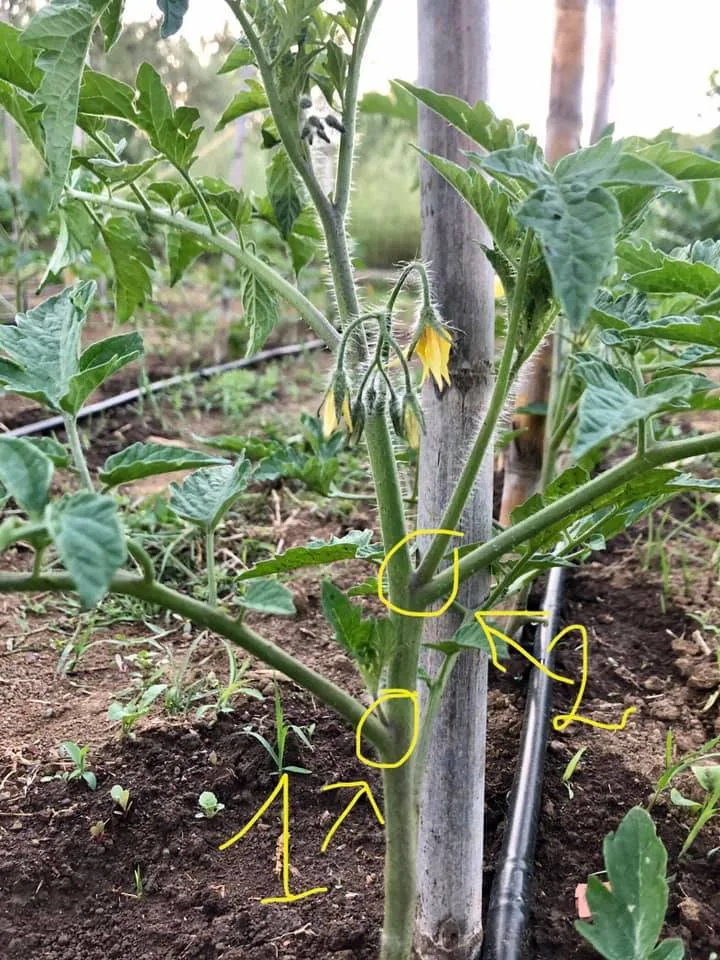 Pomodori in Orto e In Vaso: Guida Pratica Completa 2025 2 pianta di pomodoro con frecce che indicano le femminelle o succhioni da eliminare per una crescita sana