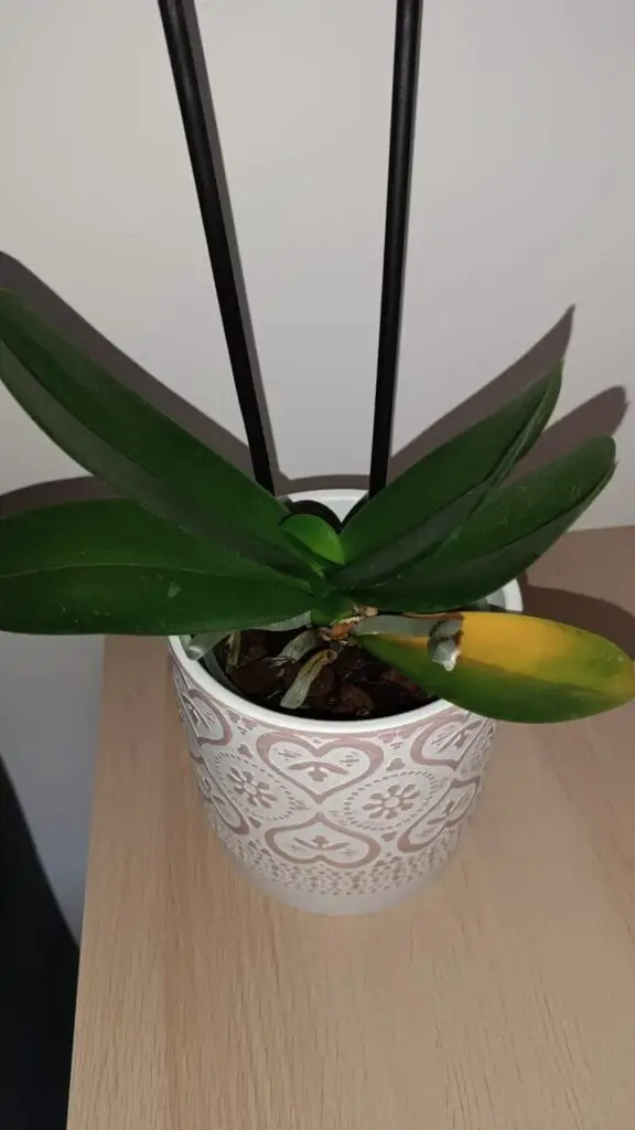 Cura Orchidee in Casa: Innaffiare, Rinvasare e Far Rifiorire 6 Foglia gialla su orchidea in vaso trasparente, sintomo di irrigazione eccessiva