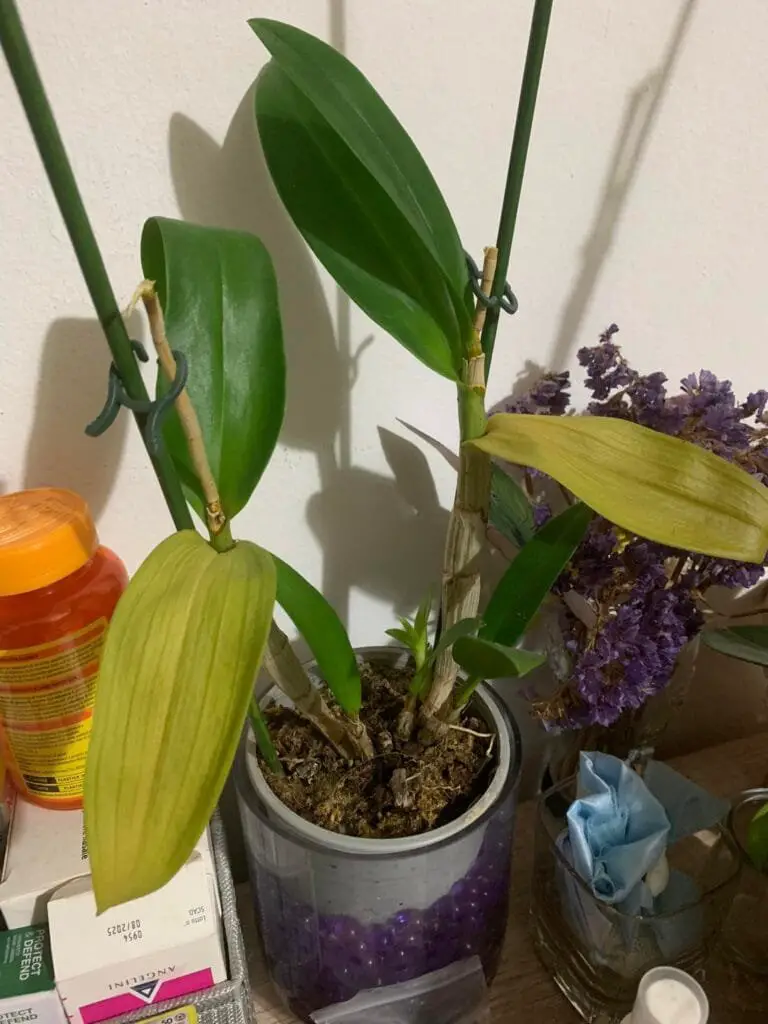 Cura Orchidee in Casa: Innaffiare, Rinvasare e Far Rifiorire 7