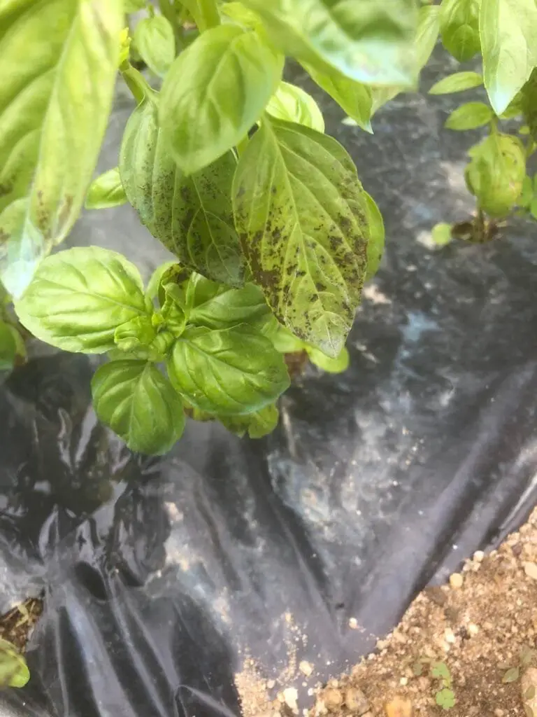 Coltivare Basilico in Orto e in Vaso: Guida Completa 5 Foglie di basilico nere, danneggiate dal freddo, con macchie scure e tessuto compromesso, coltivate su telo pacciamante.